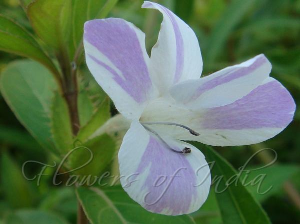 Striped Philippine Violet